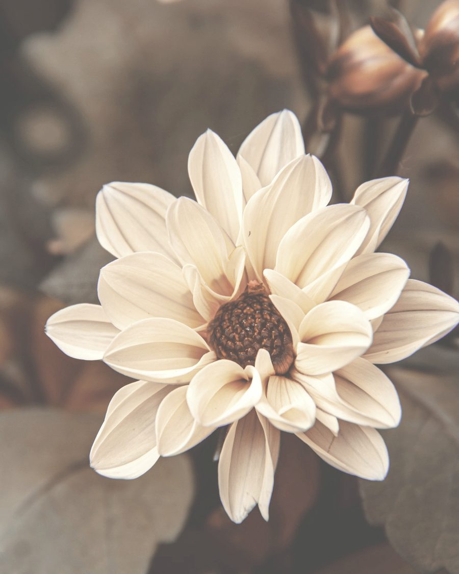 A single cream dahlia in soft light