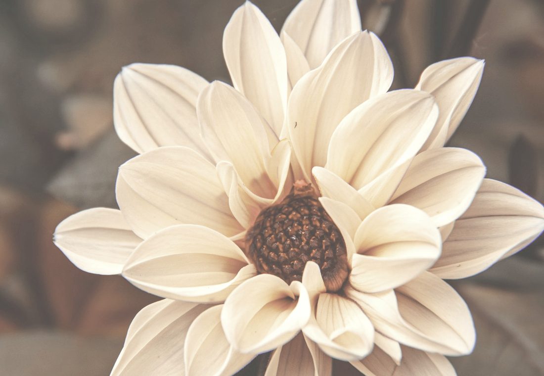 A cream dahlia in soft natural light